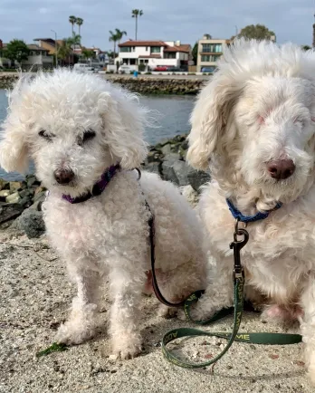 White poodles Mr. & Mrs.