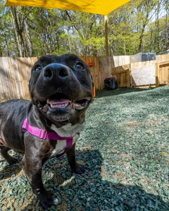 pit bull mix