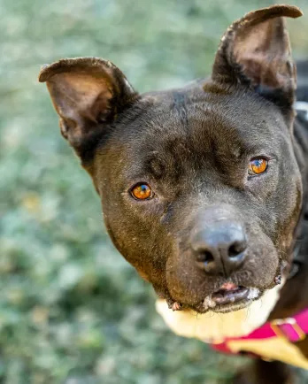 black pit bull terrier