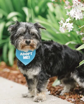 grey yorkie with ''adopt me' bandana