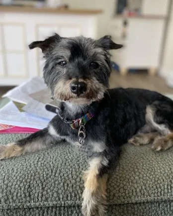 grey yorkie shaved fur