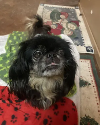 pekingnese