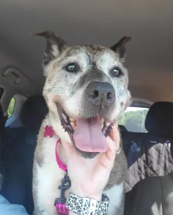 spotted dog sitting in the car