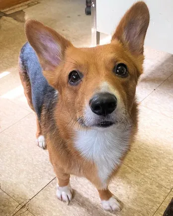 corgi looking at the camera