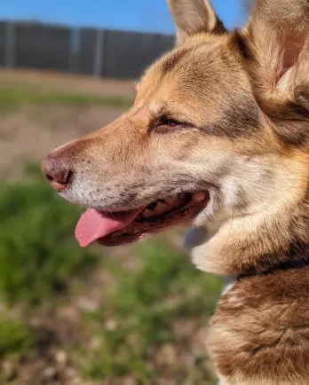 german shepherd mix