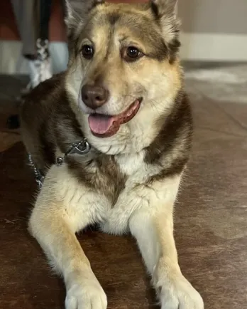 german shepherd mix