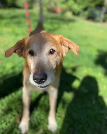 tan dog in grass