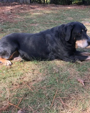 black hound laying down side view