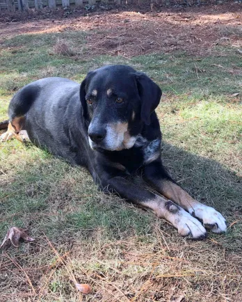 black hound laying down