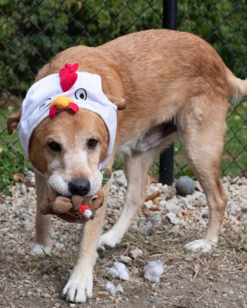 tan dog with chicken hat