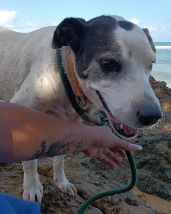 smiling dog