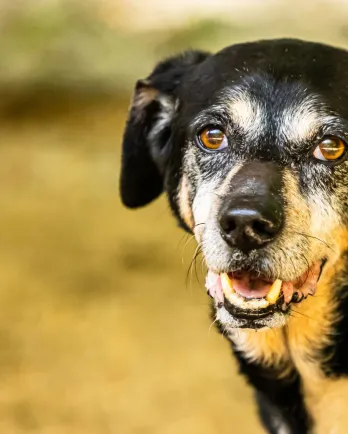 brown and black hound