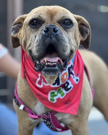 brown smiling dog