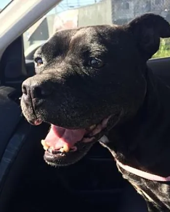 Pepper going for a car ride