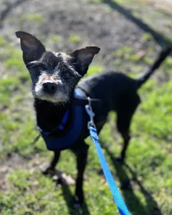 black small dog