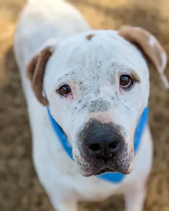 white and brown dog