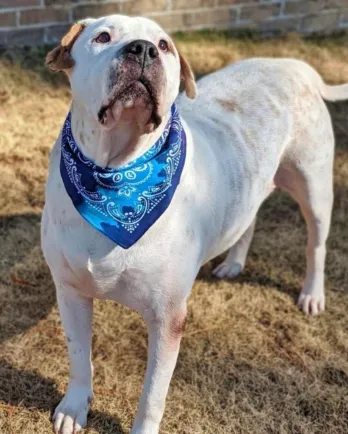 white and brown dog