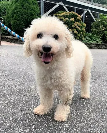 white dog facing camera