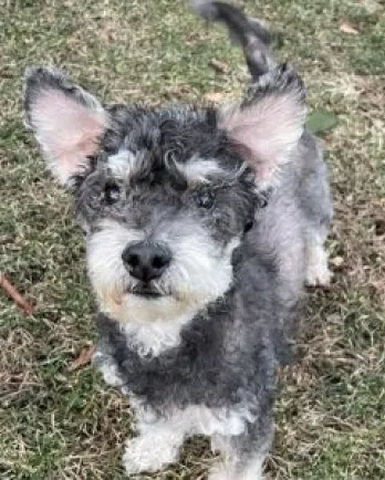 poodle mix looking at camera
