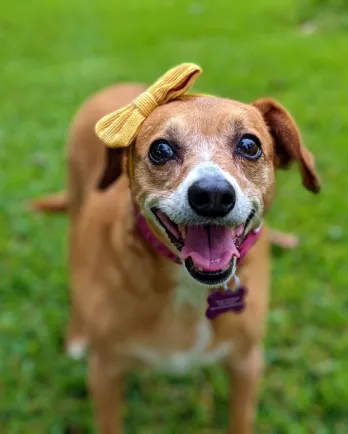 brown dog with a bow