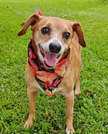 brown dog smiling