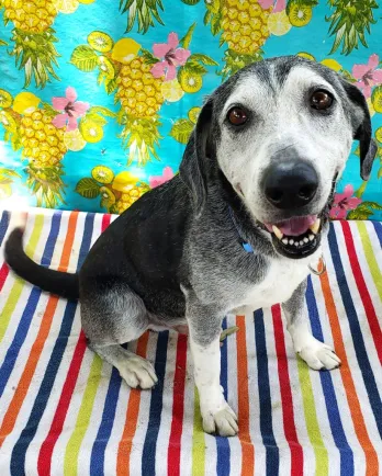 lab mix on a beach chair