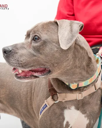 grey pitbull side profile