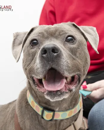grey pitbull smiling