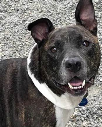 Pit bull terrier mix Queen