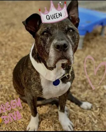 Queen with a crown