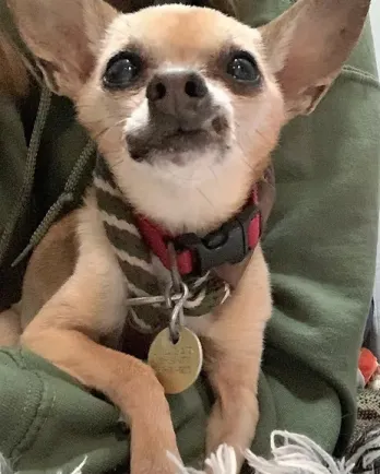 tan chihuahua