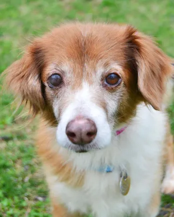 Retriever mix Randy