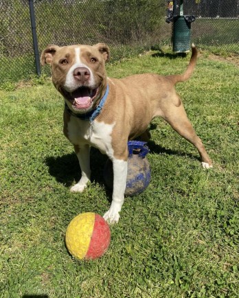 brown and white pit bull dog with toys
