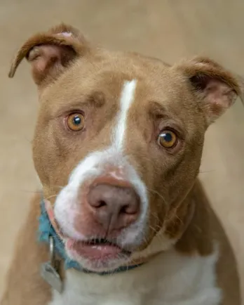 brown and white pit bull dog