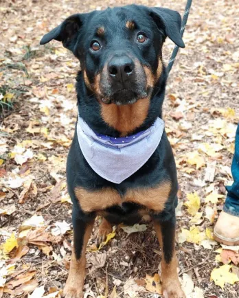 rottweiler