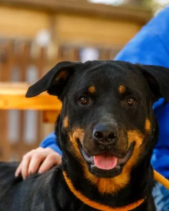 rottweiler