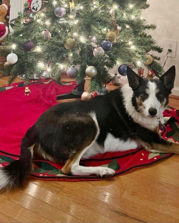 border collie by Christmas tree