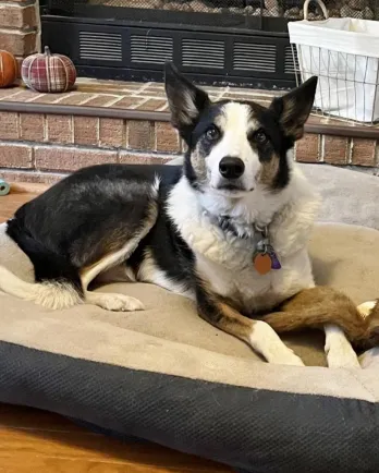 border collie laying down