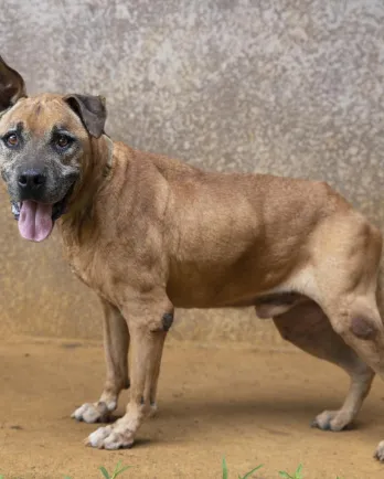 Brown hound / shepherd mix Rolo