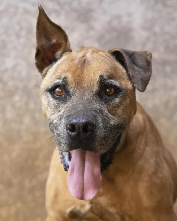Brown hound / shepherd mix Rolo