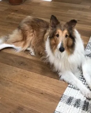 border collie