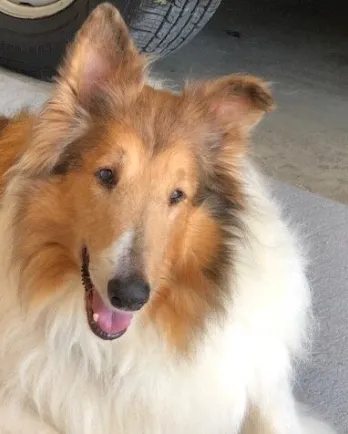 collie smiling close up