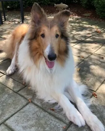 collie laying down