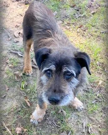 Roscoe the hound mix