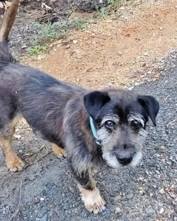 Roscoe the hound mix