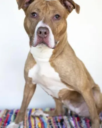 Rosie the pit bull mix