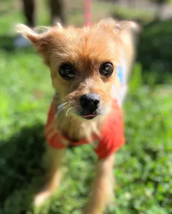 small yorkie terrier