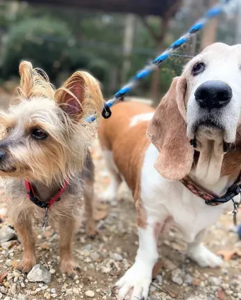 yorkie and basset hound