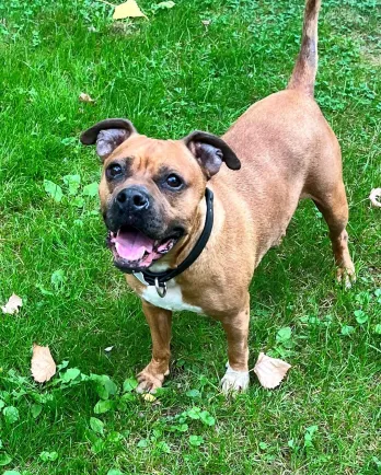boxer in the green grass