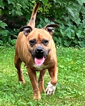 boxer running through the grass